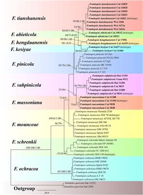 Taxonomy and Phylogeny of the Fomitopsis pinicola Complex With Descriptions of Six New Species From East Asia